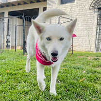 Thumbnail photo of Cookie #2