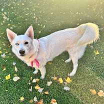 Thumbnail photo of Cookie #3