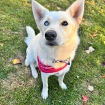 Thumbnail photo of Cookie #4