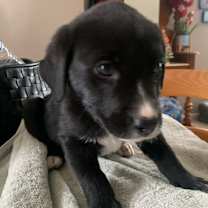 Thumbnail photo of Bonnie #1