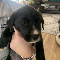 Thumbnail photo of Bonnie #2