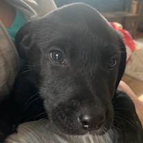 Thumbnail photo of Clyde #2