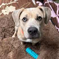 Thumbnail photo of Snoopy Butterbean #1