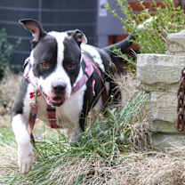 Thumbnail photo of KAPOWSKI #2