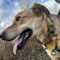 Thumbnail photo of HUND #1