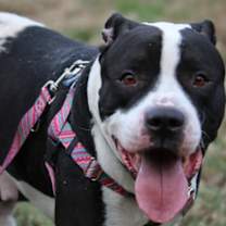 Thumbnail photo of KAPOWSKI #3