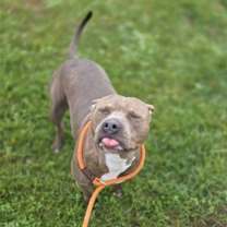 Thumbnail photo of SEAN CONNERY #2