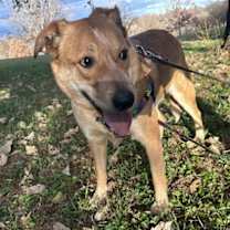 Thumbnail photo of HUND #2