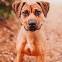 Thumbnail photo of 89650a Jiggly #1