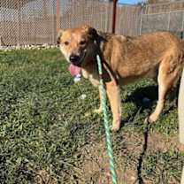 Thumbnail photo of HUND #3