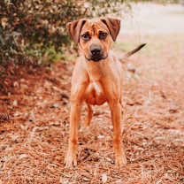 Thumbnail photo of 89650a Jiggly #2