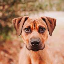 Thumbnail photo of 89650a Jiggly #3