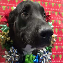 Thumbnail photo of CAVATAPPI #1