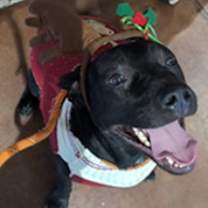 Thumbnail photo of FRUIT CAKE #2