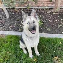 Thumbnail photo of Kirby #1