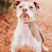 Thumbnail photo of 89671A Lulu #3