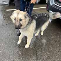 Thumbnail photo of Kirby #3