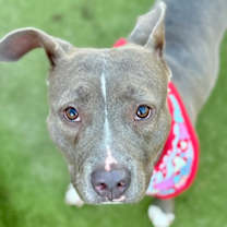 Thumbnail photo of Blue #1