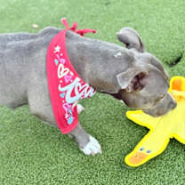 Thumbnail photo of Blue #2