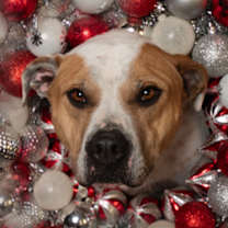 Thumbnail photo of Iris #1