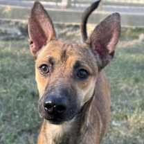 Thumbnail photo of Boris #2