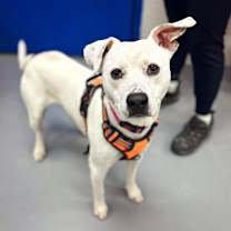 Thumbnail photo of Freddie #1