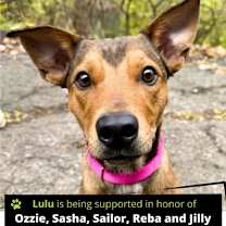 Thumbnail photo of Foxie #1