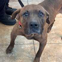 Thumbnail photo of Rex #1