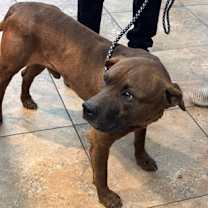 Thumbnail photo of Rex #2