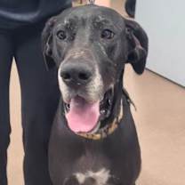 Thumbnail photo of Onyx #1