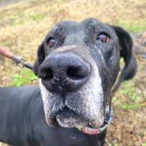 Thumbnail photo of Onyx #2