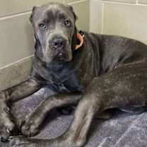 Thumbnail photo of Samson #3