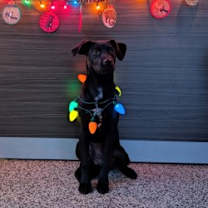 Thumbnail photo of Holly #1