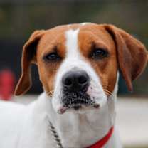 Thumbnail photo of Blossom #1