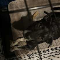 Thumbnail photo of Mitch #1