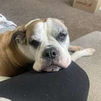 Thumbnail photo of Fresa #1