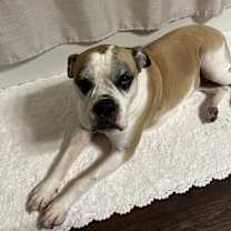 Thumbnail photo of Fresa #2