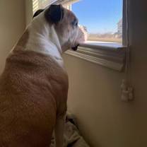 Thumbnail photo of Fresa #3