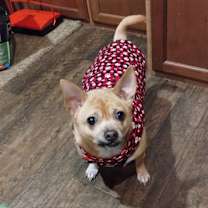 Thumbnail photo of Brutus #1