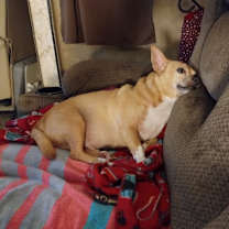 Thumbnail photo of Brutus #2