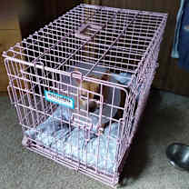 Thumbnail photo of Brutus #3