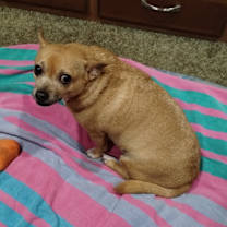 Thumbnail photo of Brutus #4