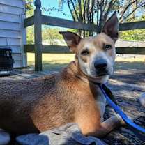 Thumbnail photo of DIESEL - Sponsored Adoption Fe #1