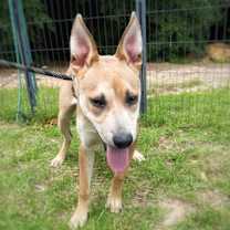 Thumbnail photo of DIESEL - Sponsored Adoption Fe #2