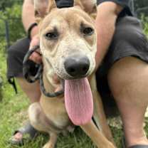 Thumbnail photo of DIESEL - Sponsored Adoption Fe #3