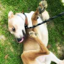 Thumbnail photo of DIESEL - Sponsored Adoption Fe #4