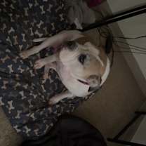 Thumbnail photo of Fresa #4