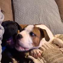 Thumbnail photo of Orzo #4