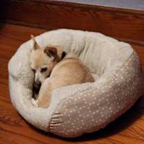 Thumbnail photo of Toffee #3