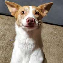 Thumbnail photo of Cheese Curd #1